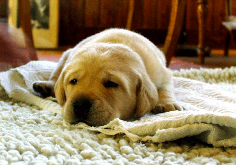 Golden retriever puppy laying on a rug