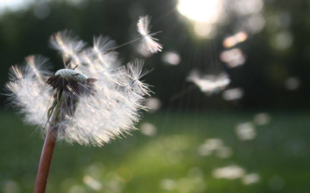 dandelion seeds blowing in the wind