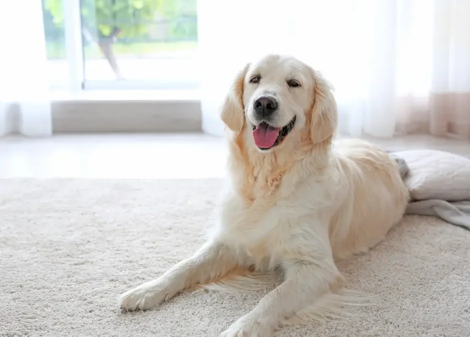 How Pet Owners Can Keep Their Carpets Fresh