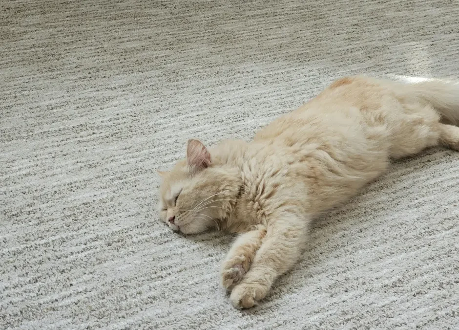 These Are the Tough Spots Where Dirt and Grime Can Hide In Your Carpets